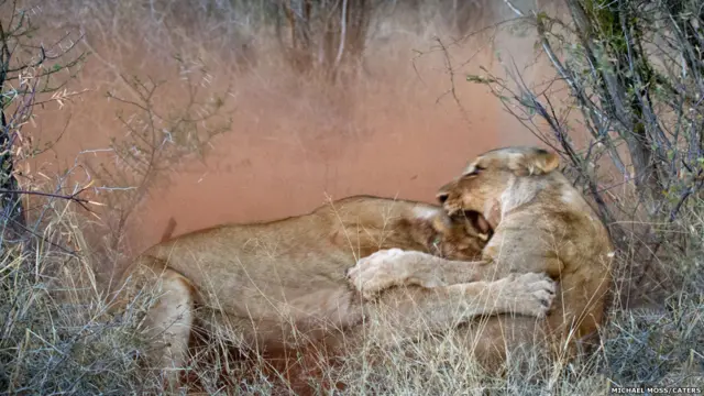 تصوير مايكل موس في محمية ماديكوي في جنوب أفريقيا