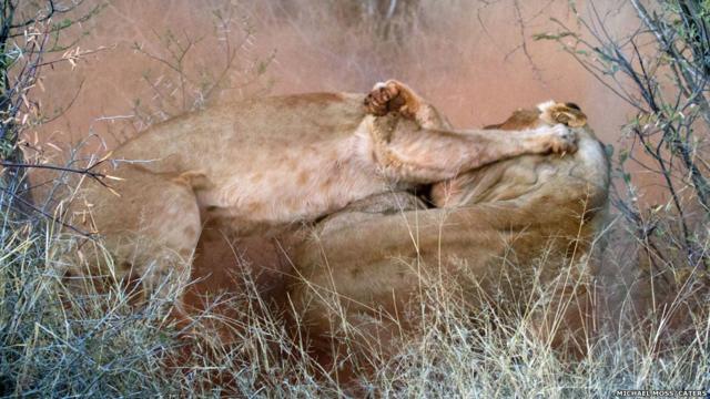 Veja lutacaixa mega senaleoas na África do Sul. 