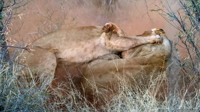 تصوير مايكل موس في محمية ماديكوي في جنوب أفريقيا