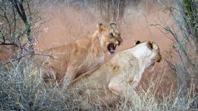 تصوير مايكل موس في محمية ماديكوي في جنوب أفريقيا