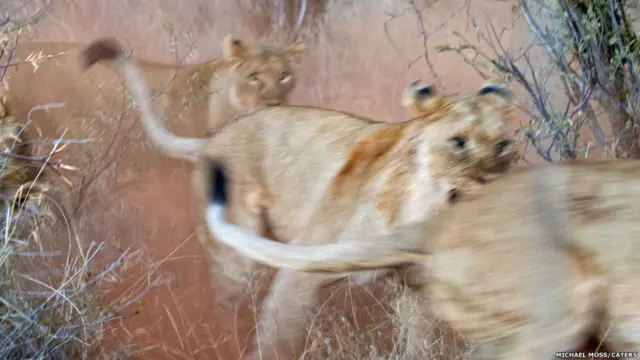 تصوير مايكل موس في محمية ماديكوي في جنوب أفريقيا