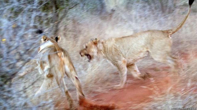 Veja lutacaixa mega senaleoas na África do Sul. 