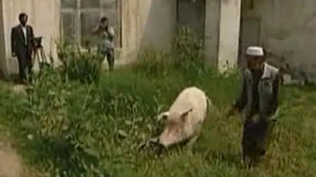 Porque El Cerdo Es Impuro En El Islam