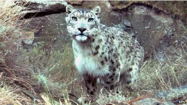 Снежный барс