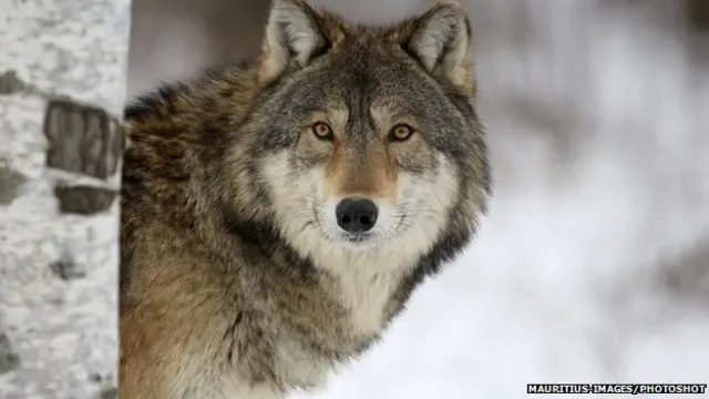 دراسة: التعرف على هوية الذئاب من خلال العواء - BBC News عربي