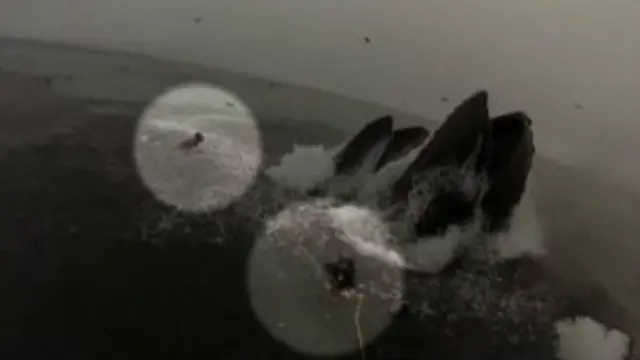 baleias perto de mergulhadores | Foto: BBC