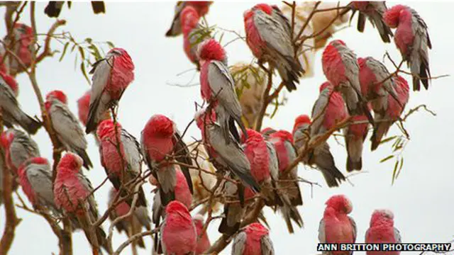 galahs