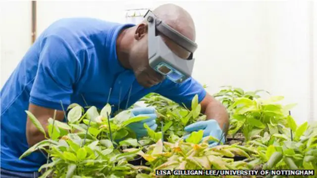 Planta de Vigna subterranea (conocida en inglés como Bambara groundnut)