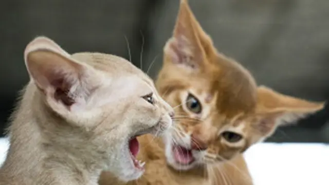 बिल्लियां