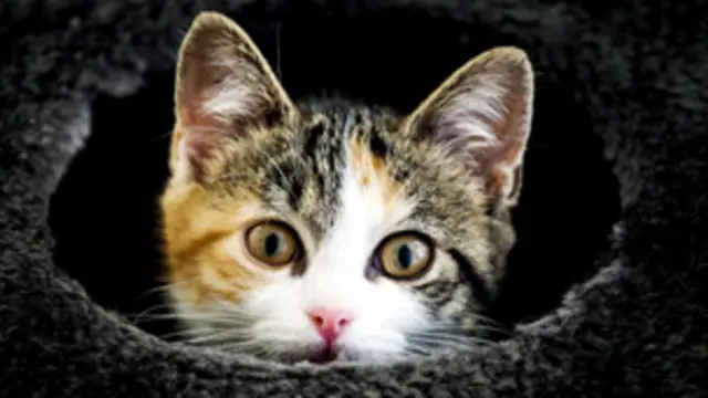 التحسس من القطط يؤدي غالبا الى السعال والعطاس