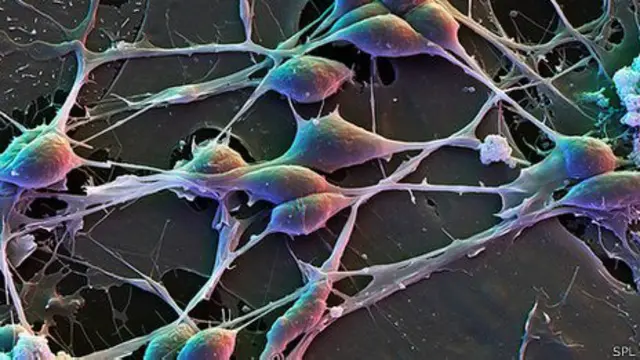 Зеркальные нейроны