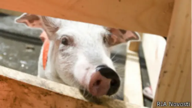 Свинья за забором