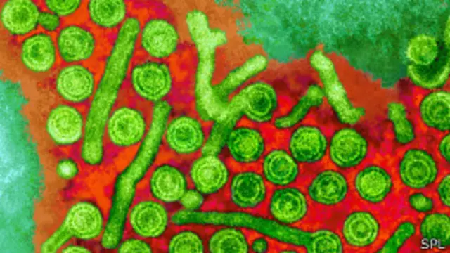 د هپيټايټس (B) ويروس مېکروسکوپي انځور 