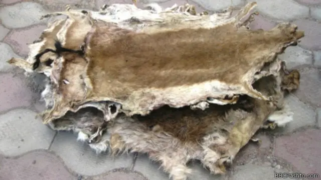 ژوندي وحشي حیوانات او یا د دې ډول حیواناتو پوستکي نه یوازې کورنيو بازارونو کې موندل کېږي، بلکې د چارواکو په وینا ایران او نورو هېوادو ته هم په قاچاقي توګه وړل کېږي.