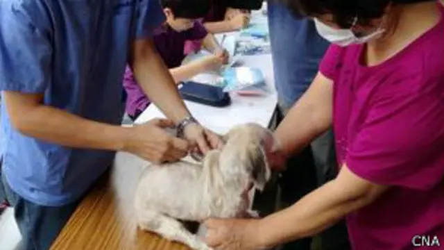 高雄市民带宠物狗打狂犬疫苗