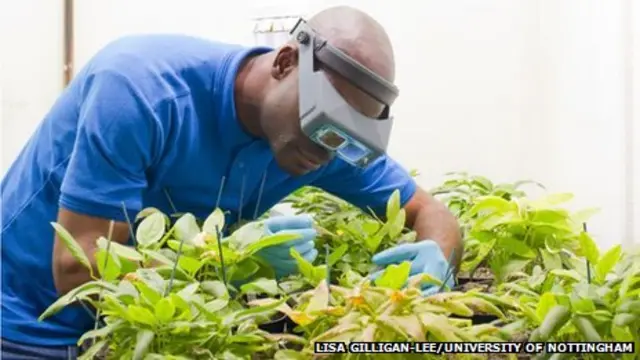 Бамбарський земляний горіх не боїться посух