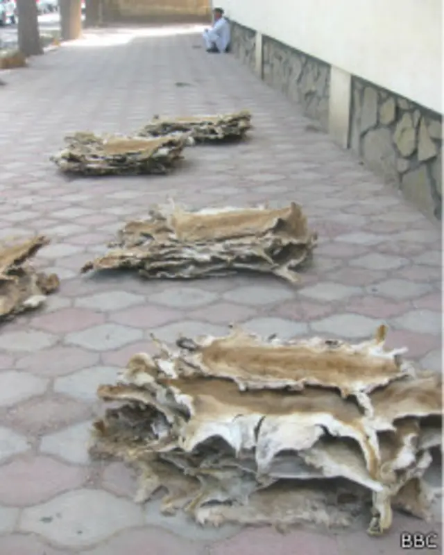 در افغانستان شکار حیوانات بومی و کم یافت را منع است