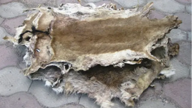 رد پوست آهو و دیگر حیوانات کم پیدایی که در افغانستان شکار می شود به بازارهای جهانی می رسد