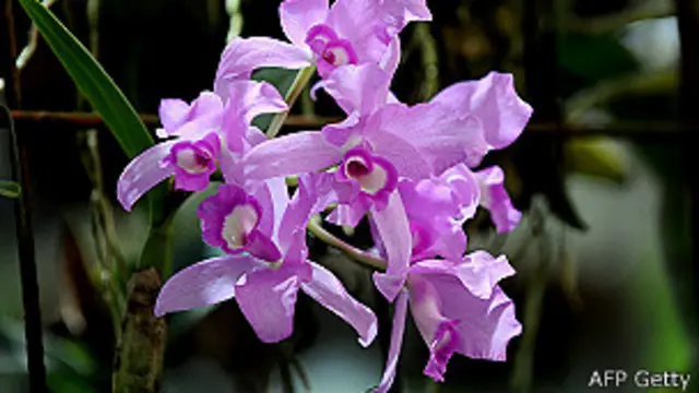 Más orquídeas