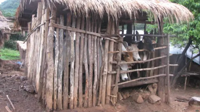 डोंगरिया आदिवासी गाय, सुअर, बकरी और मुर्गियां पालते हैं. गायों को बाड़ों में रखा जाता है. इन बाड़ों में नीचे बांस और लकड़ियों का प्लेटफार्म बना होता है, रात में गायों को इनमें बंद कर दिया जाता है.