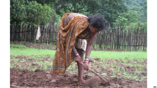डोंगरिया आदिवासी शिफ्टिंग कल्टीवेशन करते हैं, यानी एक जगह पर कुछ साल तक खेती कर उस जगह को जंगल उगने के लिए छोड़ दिया जाता है. आजकल बुआई का मौसम है. खेतों को जंगली जानवरों से बचाने के लिए चारों तरफ से घेर दिया जाता है.