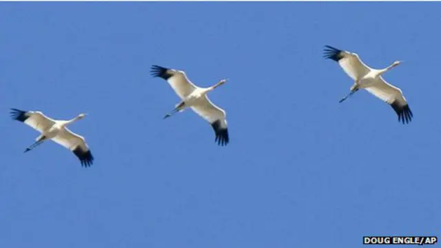 سائبیریا سارس معدوم ہورہے پرندوں میں شمار ہوتے ہیں اور افغانستان میں 1999 سے نظر نہیں آئے ہیں