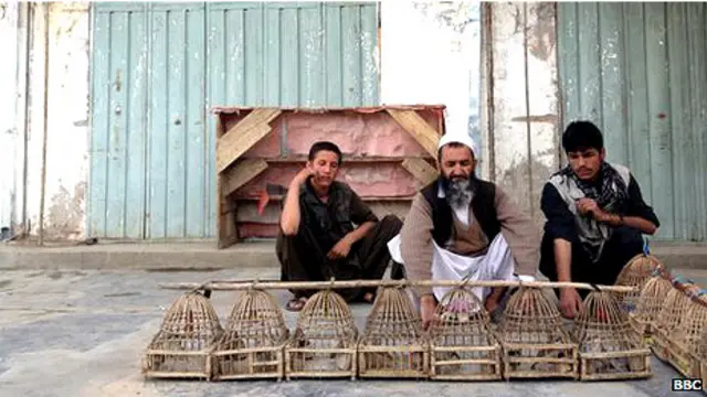 چھوٹی چڑیوں کو پکڑ کر انہیں پنجڑوں میں ڈال کر رکھا جاتا ہے اور ان کی تجارت ہوتی ہے