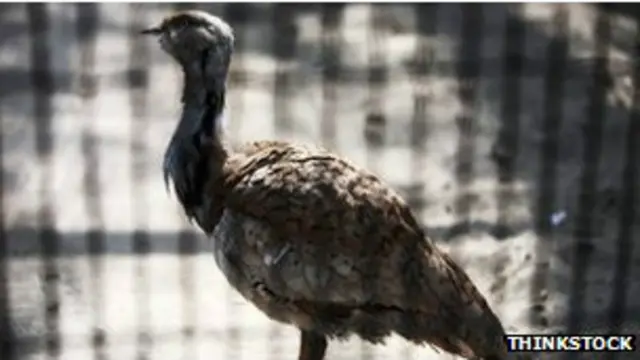 اس سب سے وزنی اڑنے والی چڑیے کی خلیجی ممالک میں کافی مانگ ہے