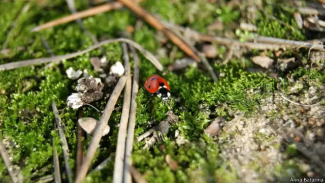 Всі фото: Анна Батуріна (ann-bat.livejournal.com), УНІАН