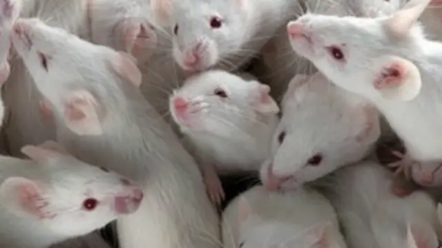 پر موږکانو د درمل څېړنې "له هيلو ډکې" پايلې ورکړې