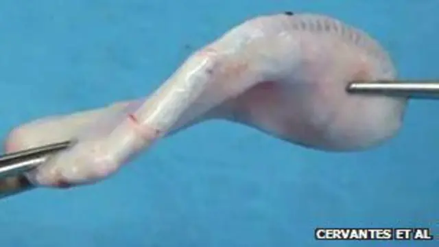 अमरीकी शोधकर्ताओं को कृत्रिम कान बनाने में कामयाबी मिली