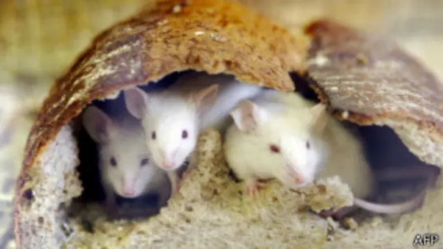 Ratos em zoológico no Japão | Foto: AFP