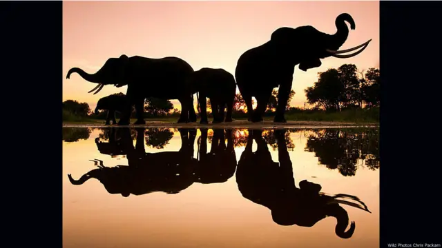 Wild Photos traz imagens do mundo todo e fotógrafos para workshops sobre fotos de natureza.