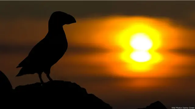 Wild Photos traz imagens do mundo todo e fotógrafos para workshops sobre fotos de natureza.