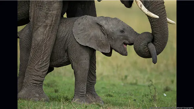 Wild Photos traz imagens do mundo todo e fotógrafos para workshops sobre fotos de natureza.