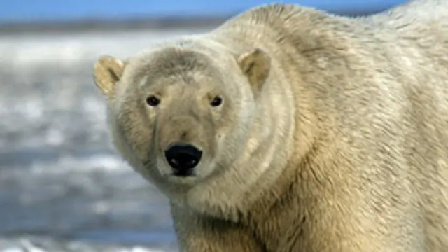 Oso polar