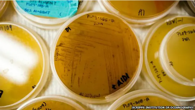 विलक्षण एंटीबॉयोटिक यौगिक