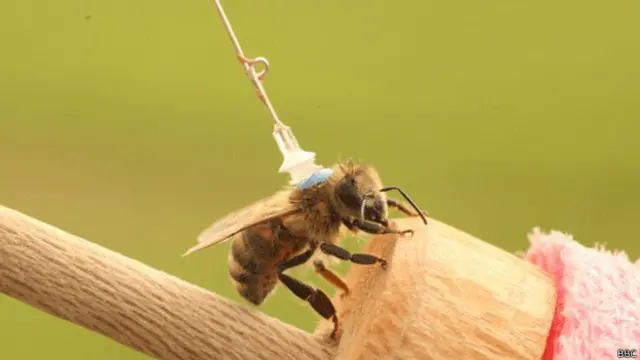 मधुमक्खी