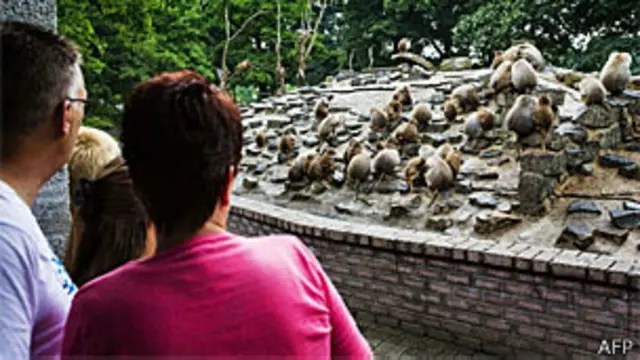 Babuínos no Zoológico de Emmen (AFP)