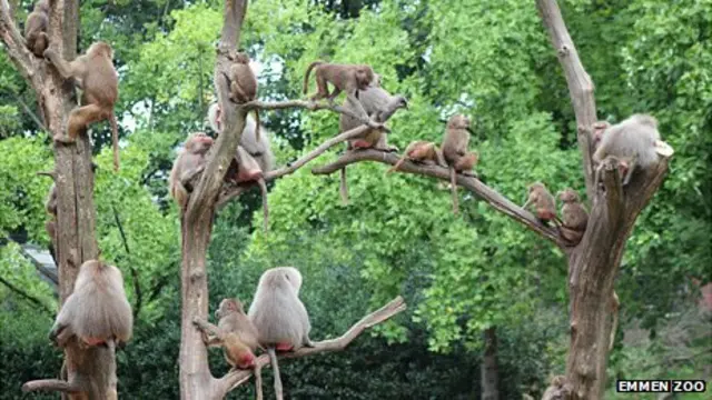 Babuínos assustados subiram até nas árvores (Foto: ZoológicotopcasinobonusEmmen)