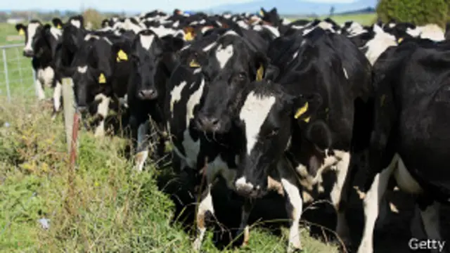 Коровы в Новой Зеландии (18 апреля 2012 года)