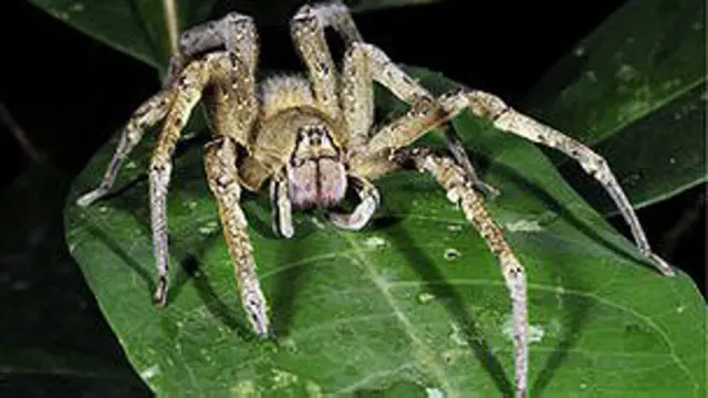 超市送货上门“附送”世界最毒蜘蛛- BBC 英伦网