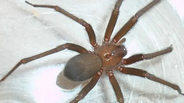 Araña parda reclusa