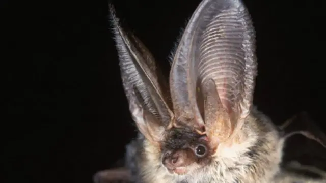 Kelelawar abu kuping panjang