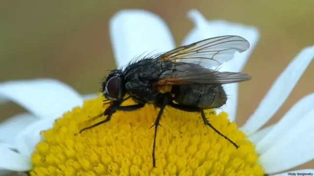 Фото: Виталий Сергиевский