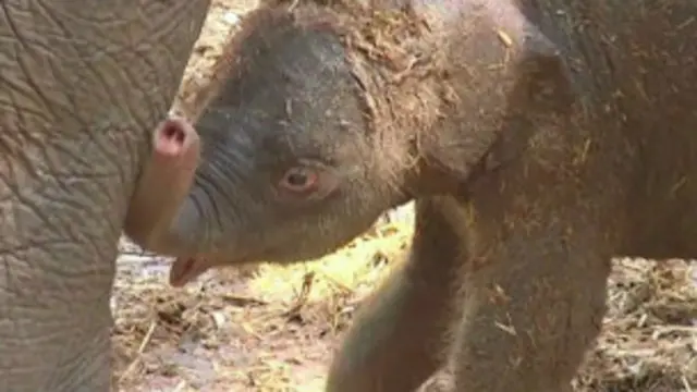 Bebê elefante, Israel zoo | Foto: divulgação