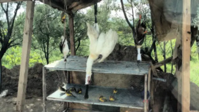 د ښکار کچې پرخېدا سره د چاپېريال ساتنې او د مراغانو نسلونو په اړه اندېښنې راپورته شوې