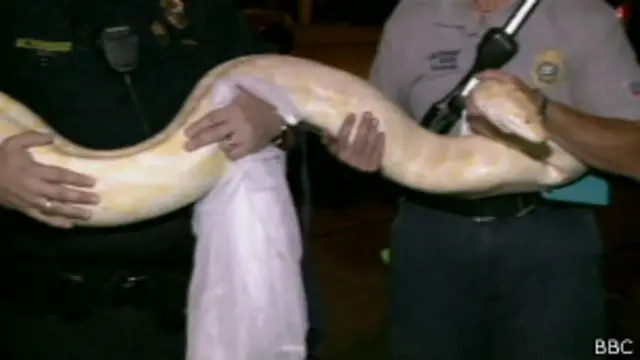 Píton da Birmânia | Foto: BBC