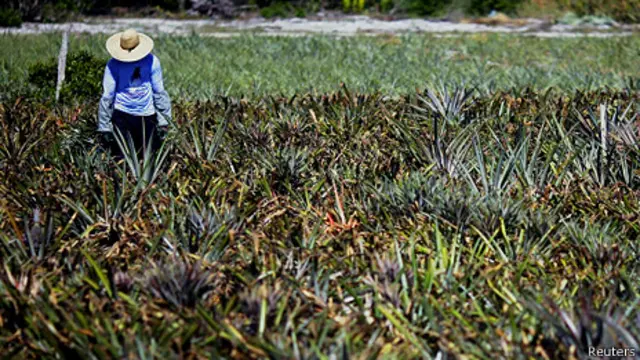 Agricultura de abacaxi - Foto: Reuters