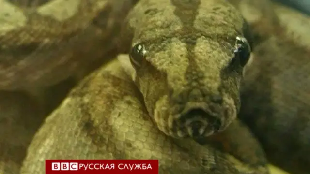 پولیس کا کہنا ہے کہ سانپ اپنے پنجرے سے باہر نکل کر ہواداری کے ذریعے اوپر فلیٹ میں چلا گیا